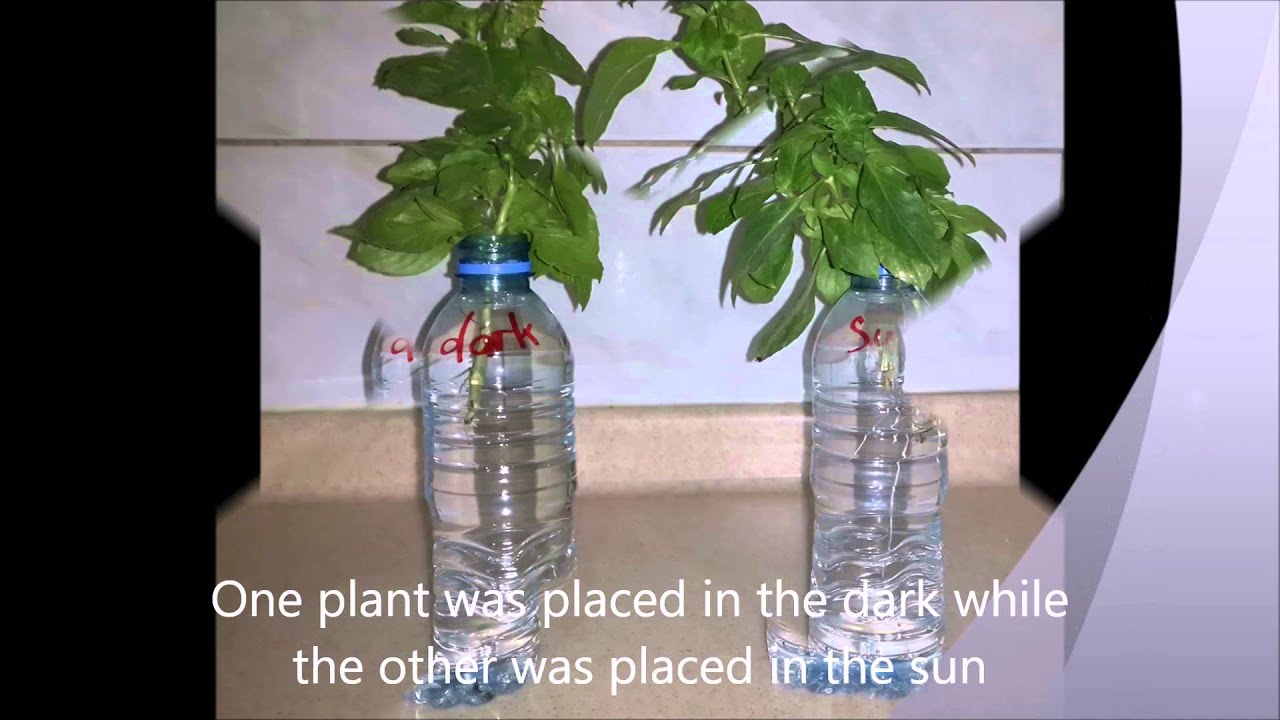 Plant Growth Experiment